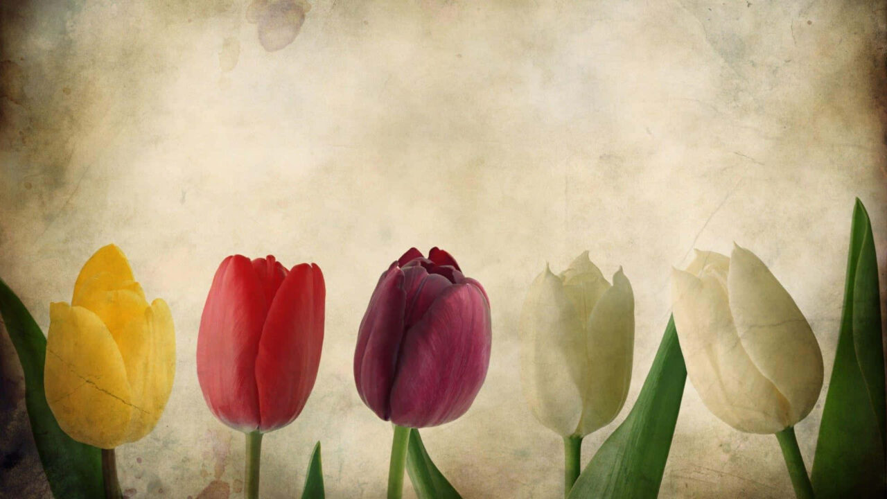 Charming Vintage Tulip Wallpaper in Soft Muted Tones