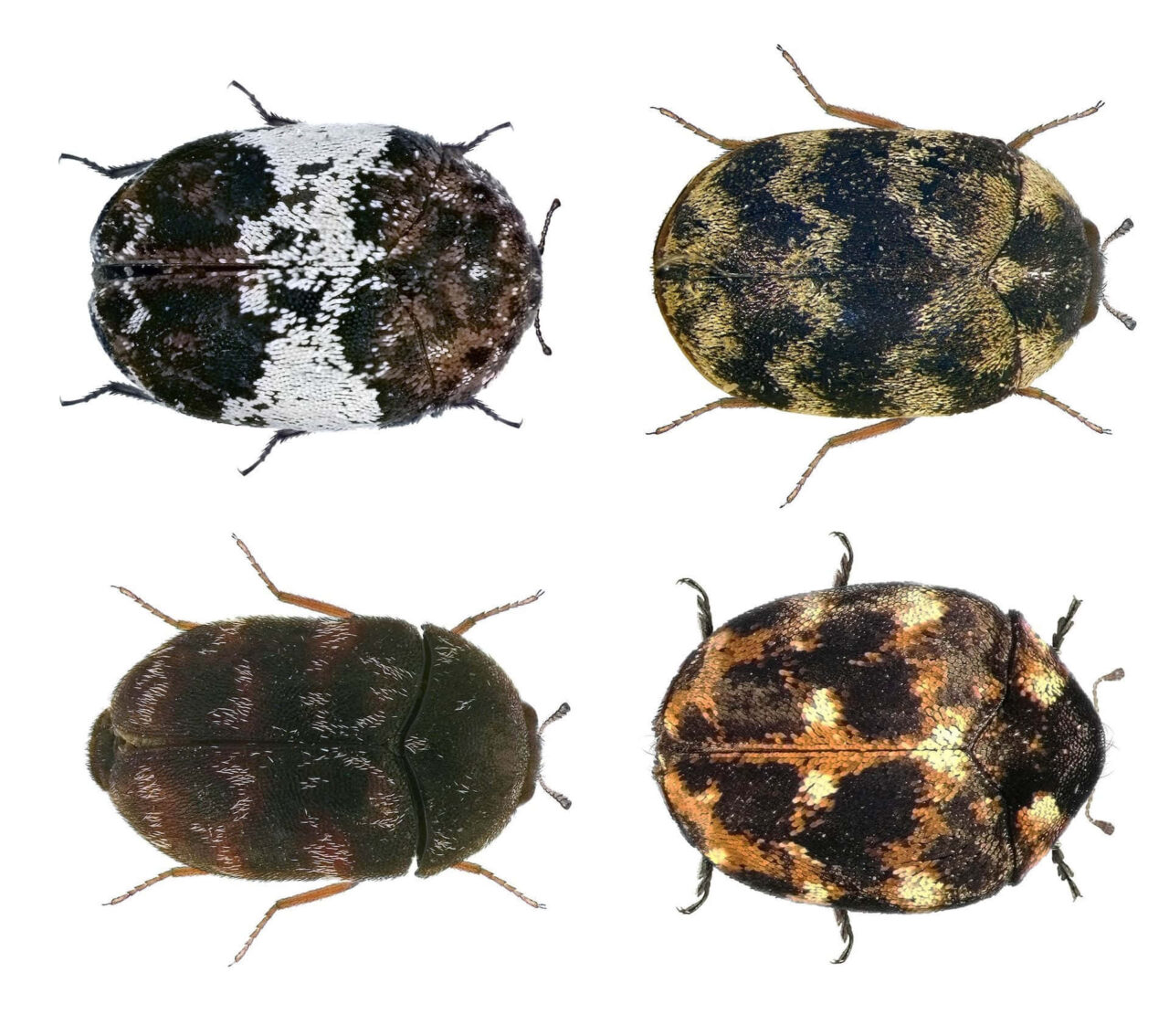 Carpet Beetle Varieties Close-Up High-Res Entomology Wallpaper ...