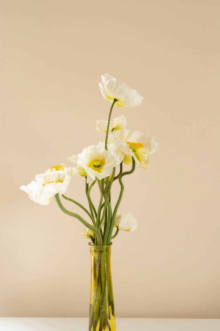 Elegant White Poppies Minimalist Wallpaper Background FREE Download elegant-white-poppies-minimalist-wallpaper-background-free-download