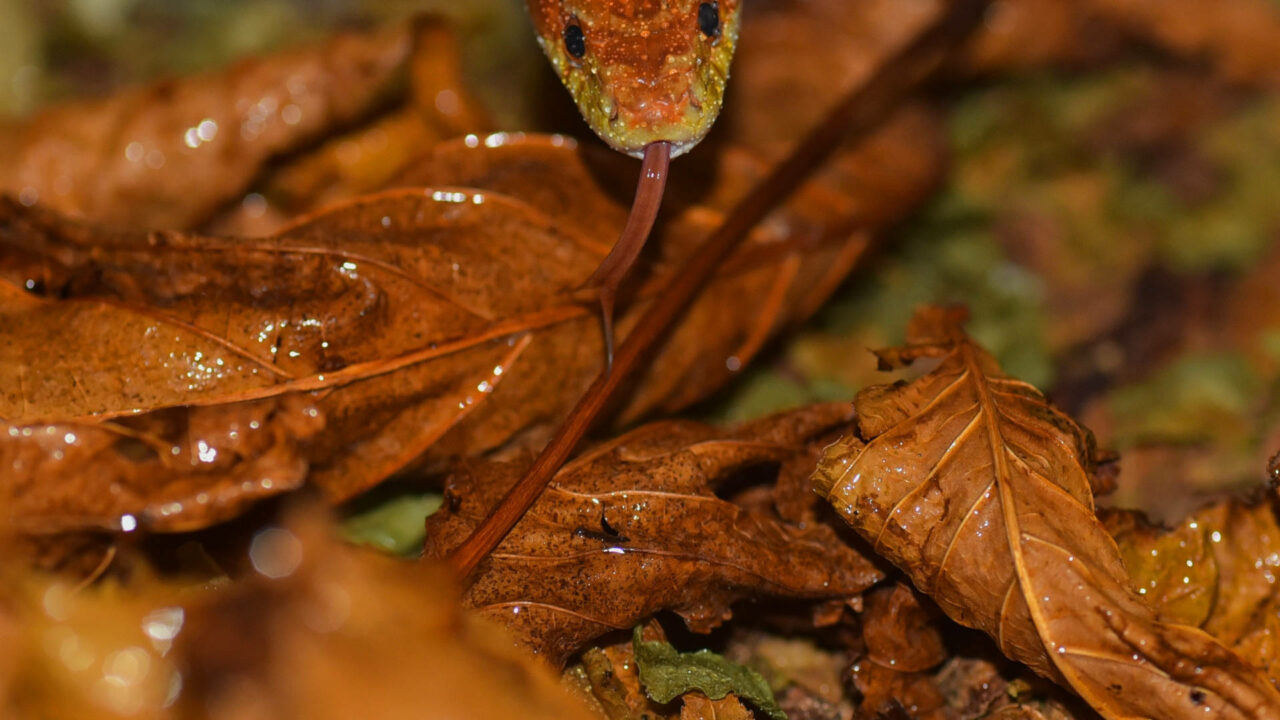 Enchanting Encounter: Corn Snake Stealthily Gliding Above Lush Damp Foliage in the Wilderness Wallpaper