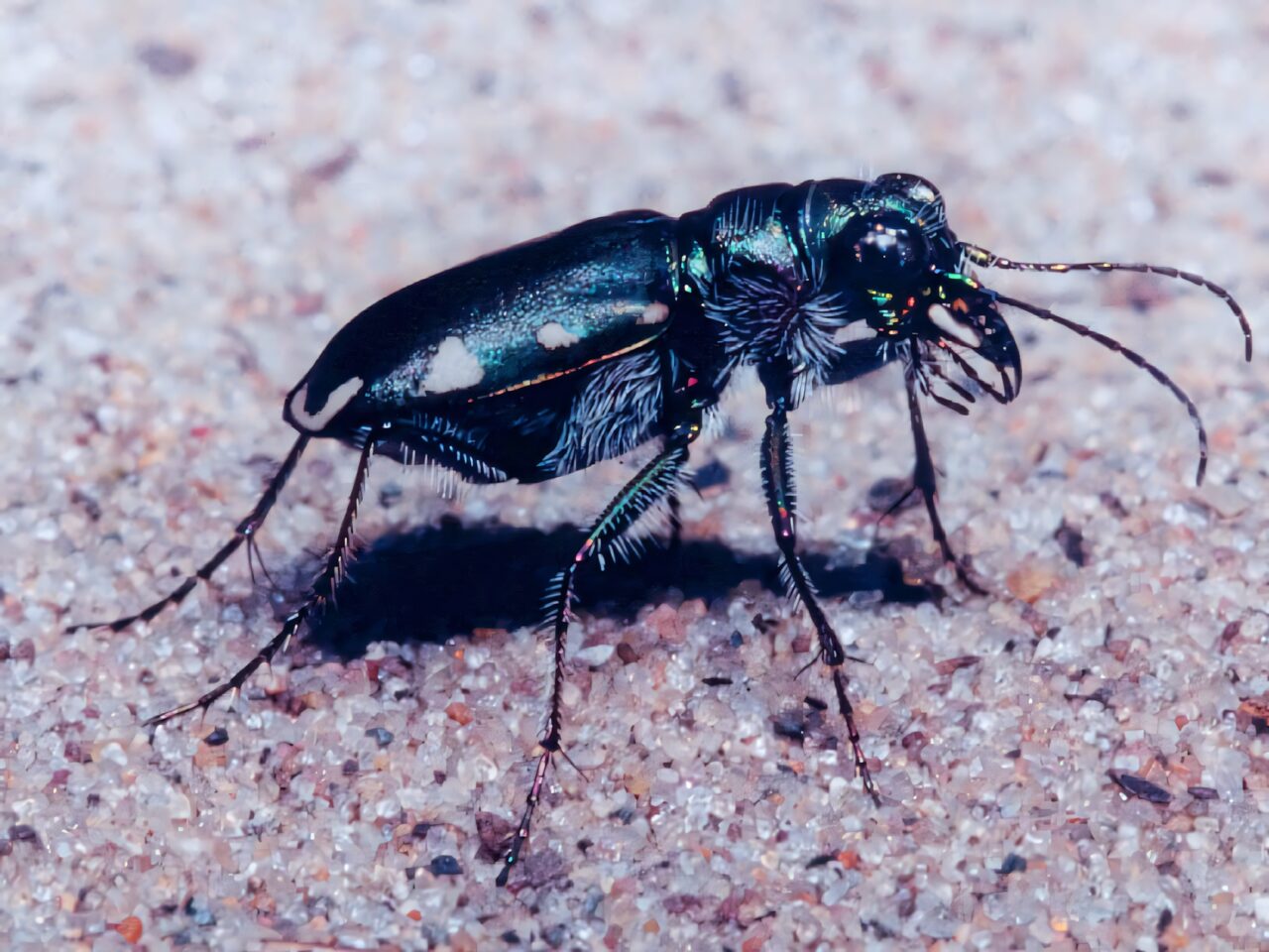 Close-up of iridescent metallic blister beetle on textured sandy surface wallpaper background