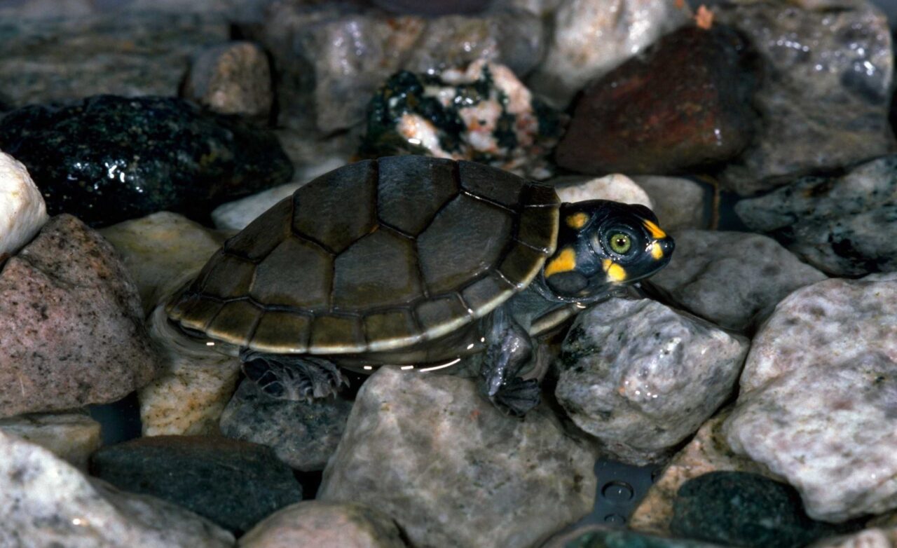 Serene Turtle Wallpaper Amid Colorful Rocks and Glistening Water