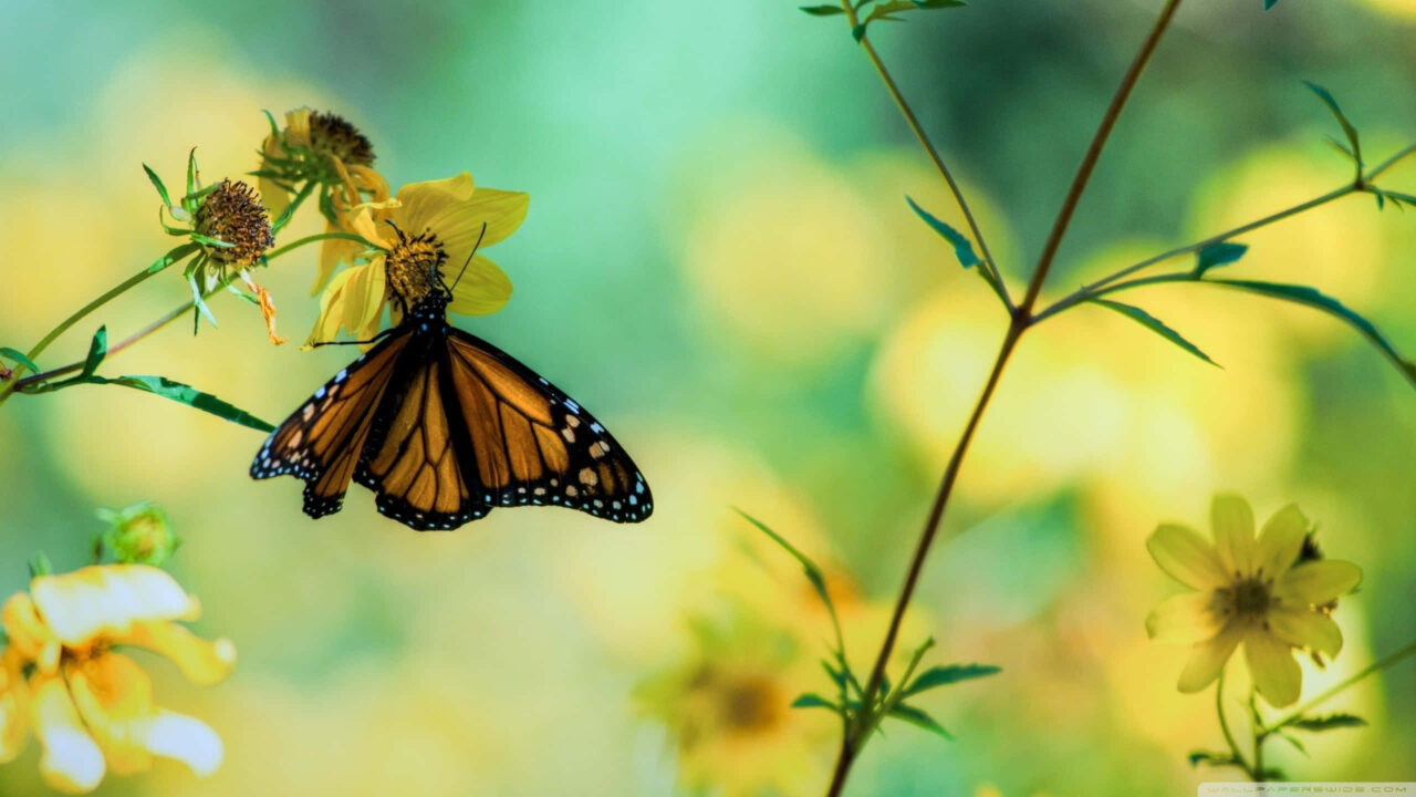 Vibrant Butterfly on Yellow Flower - Colorful Nature Wallpaper