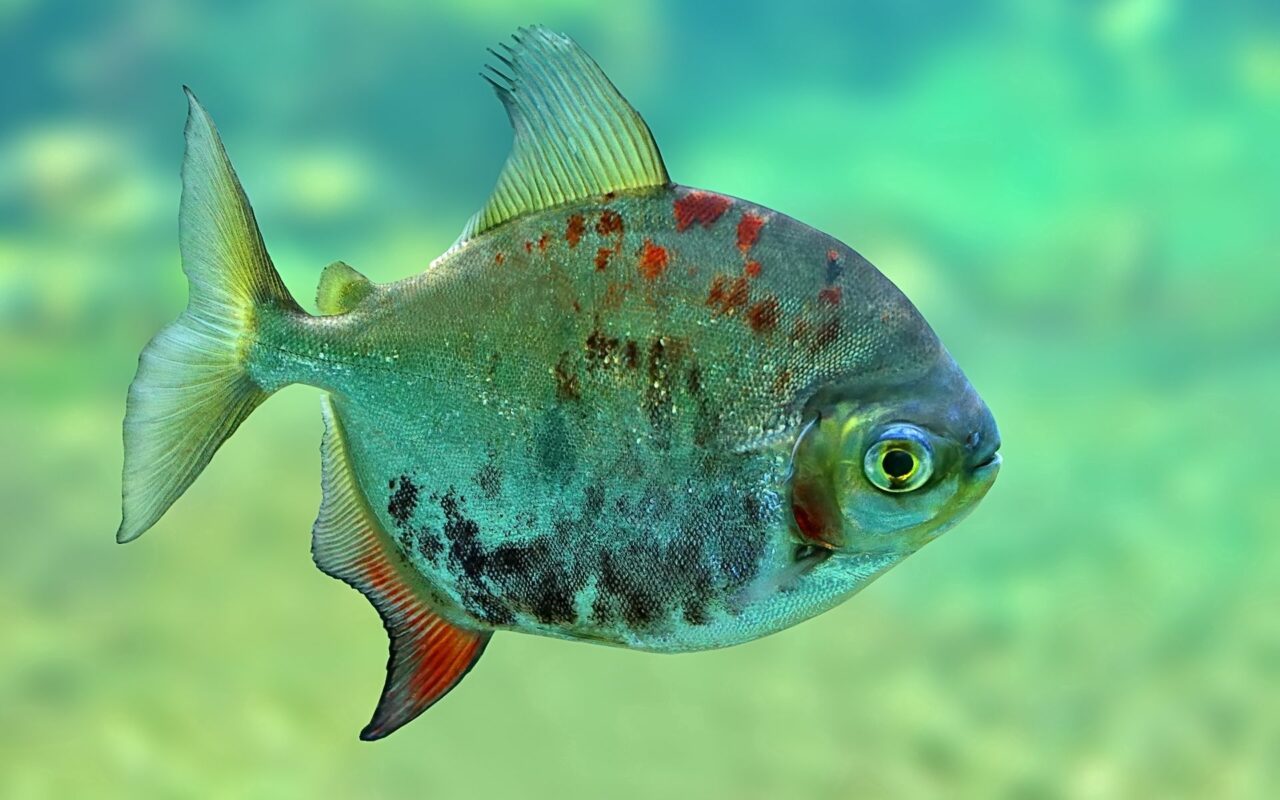 Vibrant Fish Wallpaper: Captivating Scales & Dynamic Colors