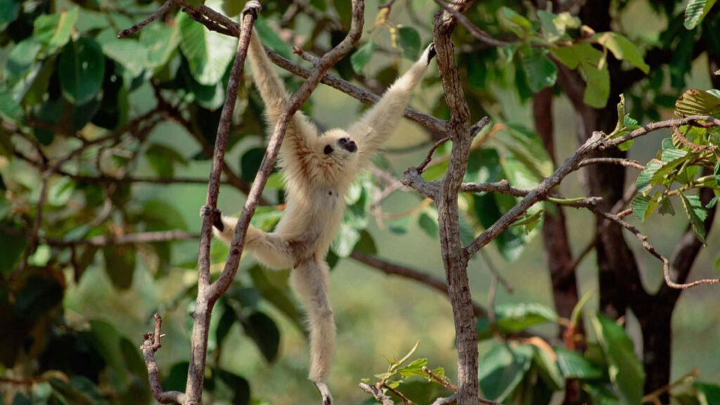 Vibrant Gibbon in its Natural Habitat: Perfect for Wallpapers and Prints