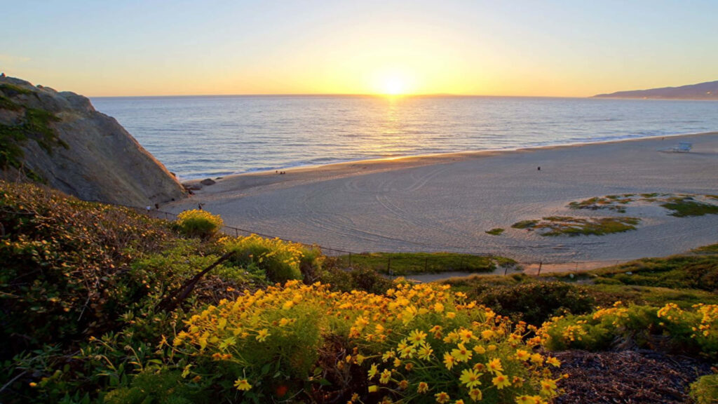Coastal Marvel: Captivating 1440p Background showcasing the Majestic Sea Dahlia in Malibu's Waters Wallpaper