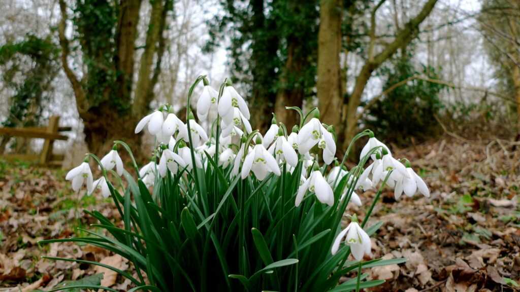 Serene Spring Wallpaper: Snowdrops in Woodland | 1920x1080