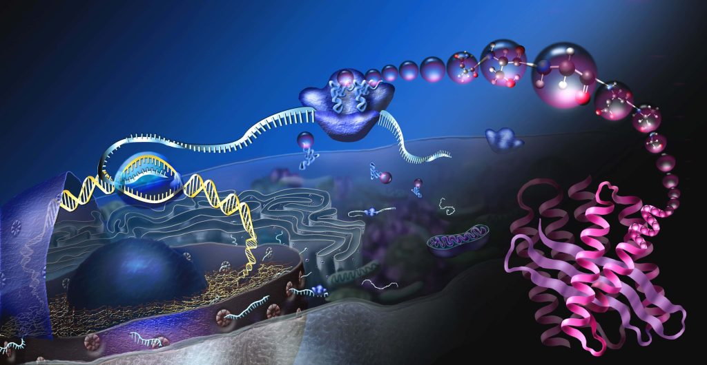 3D microscopic view of DNA transcription and protein synthesis with glowing molecules Wallpaper