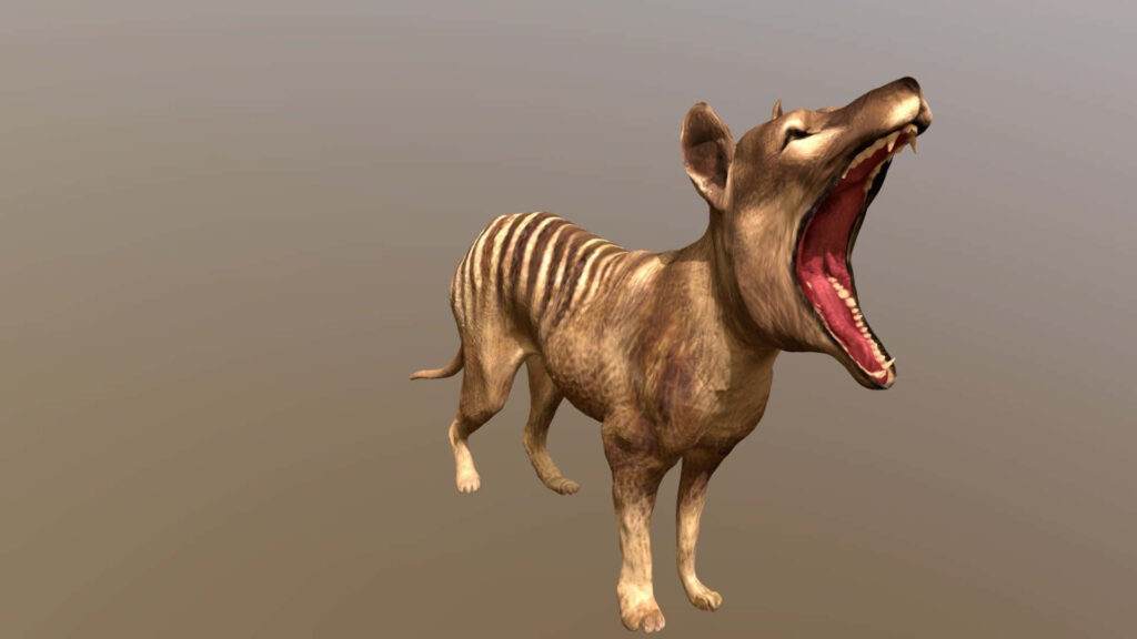 3D Tasmanian Tiger Wallpaper: Yawning with Fur Details & Stripes