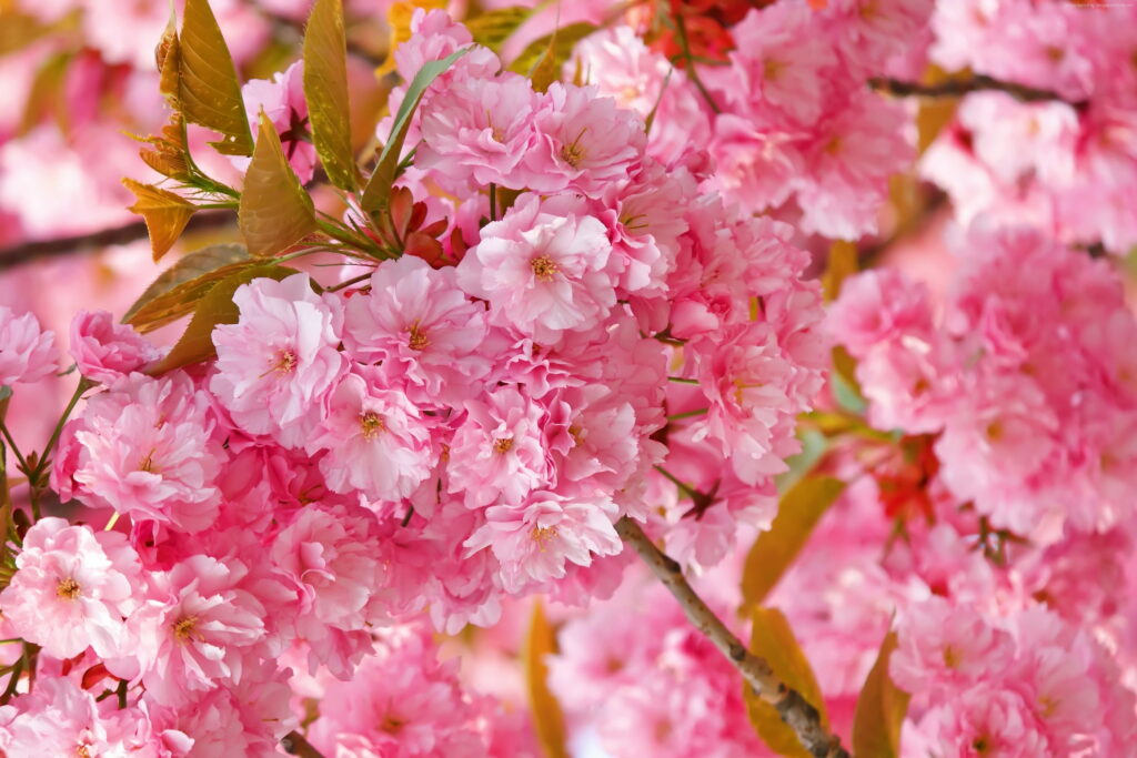 Macro close-up of vibrant double-petaled pink Sakura cherry blossoms in full bloom spring wallpaper
