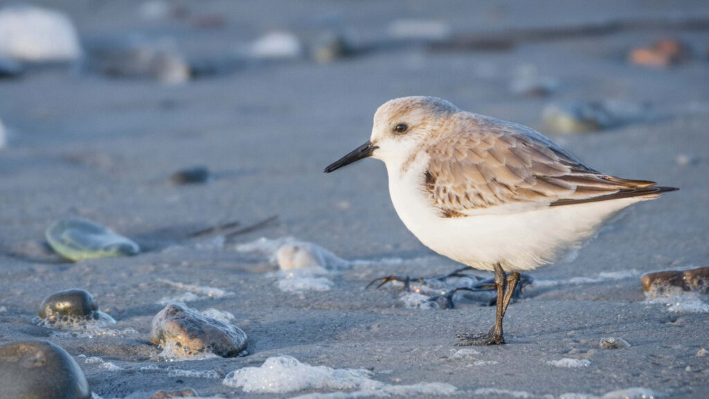 Sanderling Shorebird 4K Wallpaper: Serene Beach Scene Background