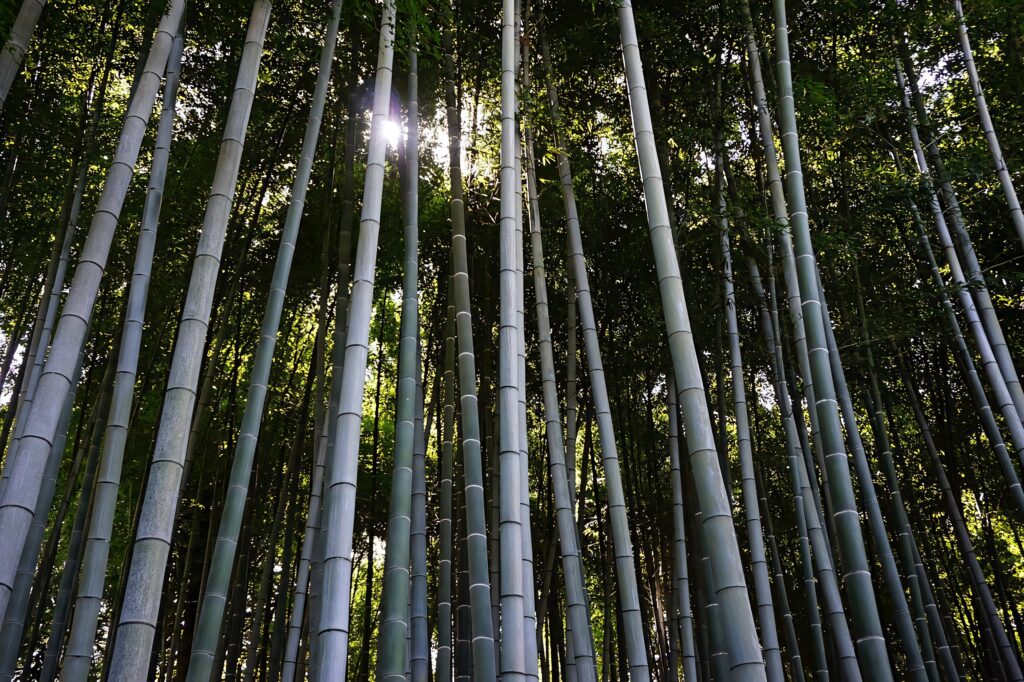 Towering green bamboo stalks reaching sunlight in serene natural forest 4K wallpaper background