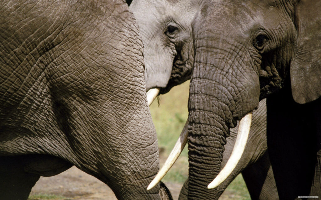 Elephantine Majesty: A Stunning Wallpaper of Majestic African Tusks