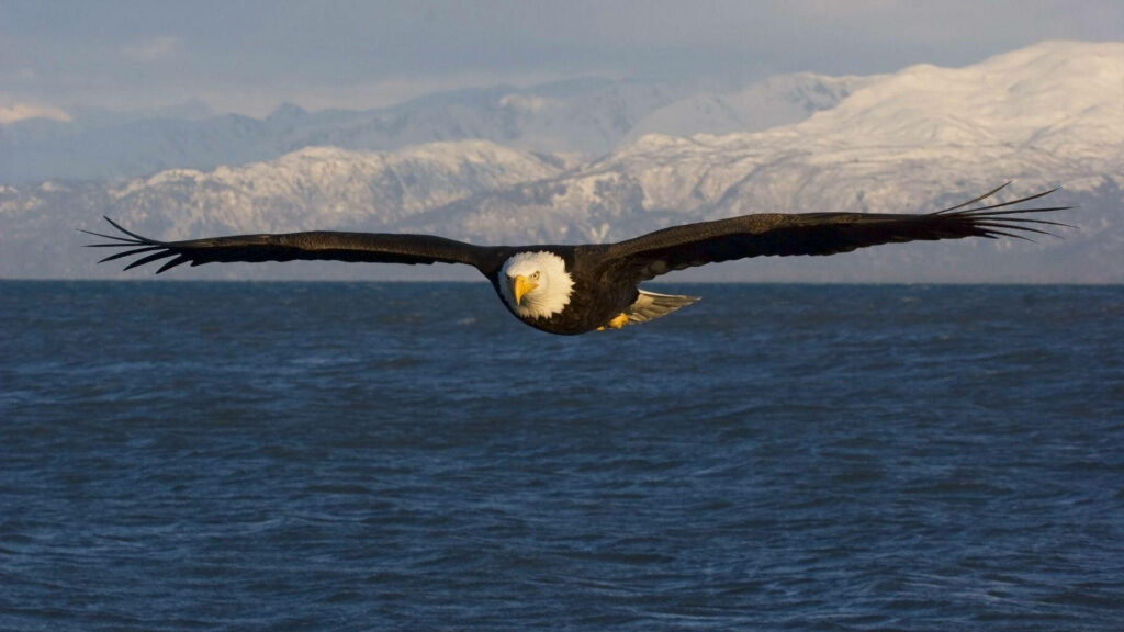 Sunset Soaring: Majestic Bald Eagle in Flight over Ocean Wallpaper