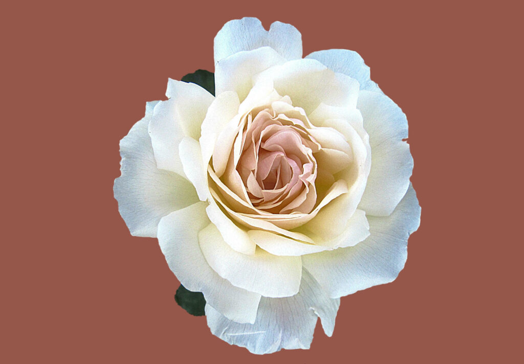 Elegant Cream and White Rose Wallpaper on Brown Background