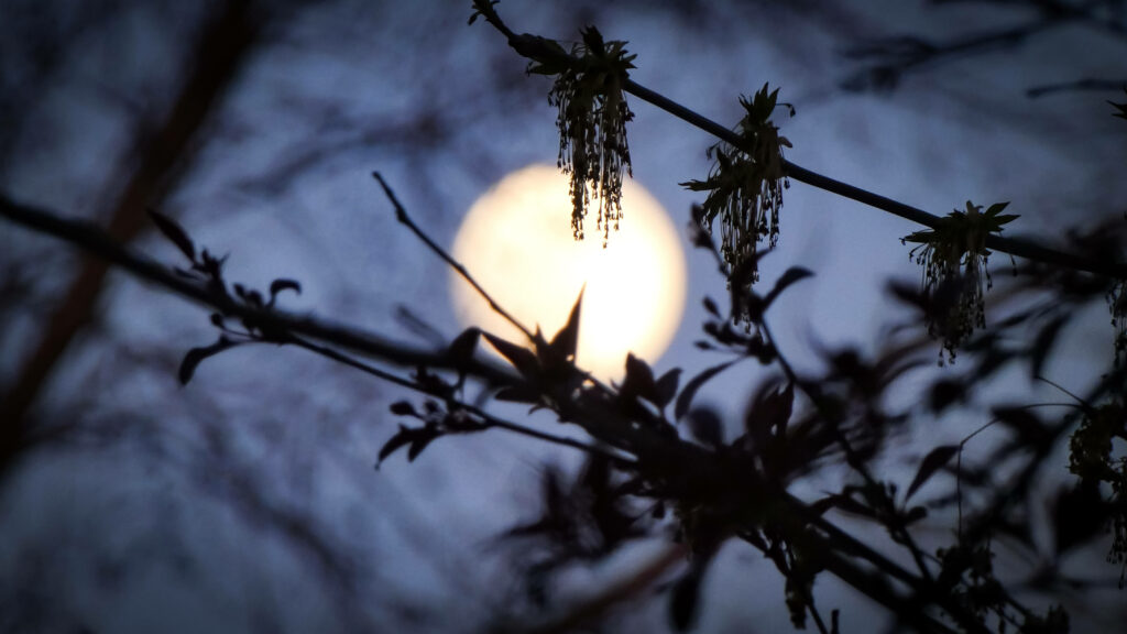 Serene Moonlit Wallpaper: Glowing Night Scene with Silhouetted Trees