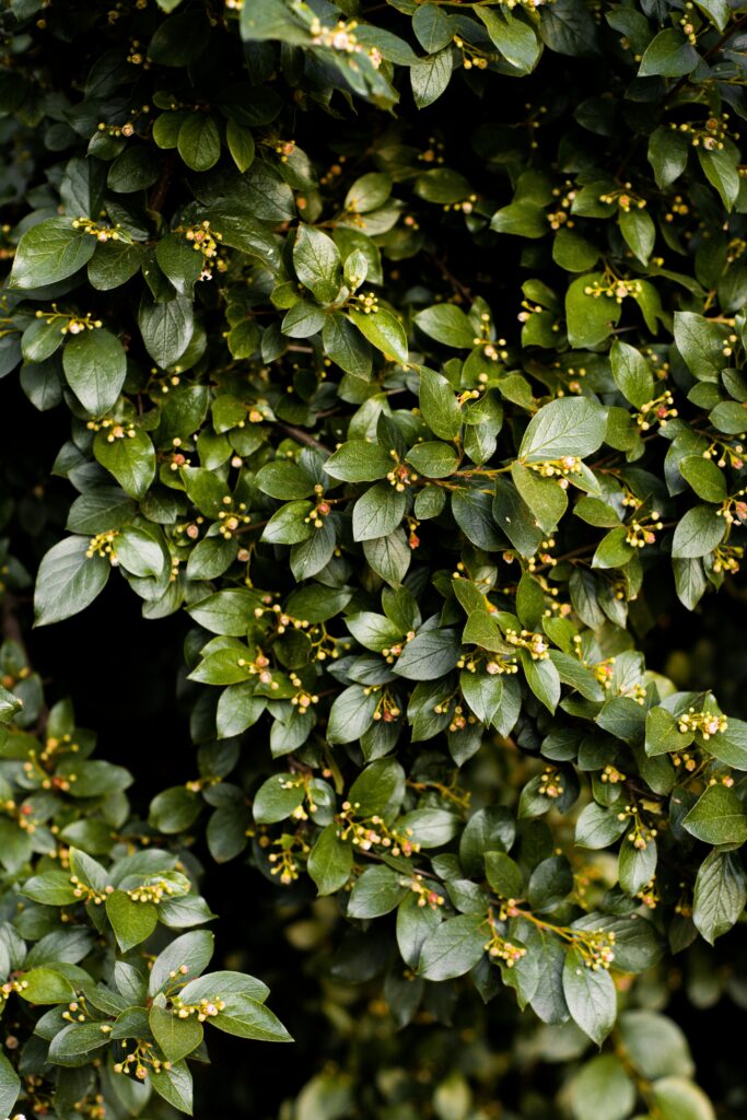 Lush green bush with dense foliage and delicate branches natural garden wallpaper background