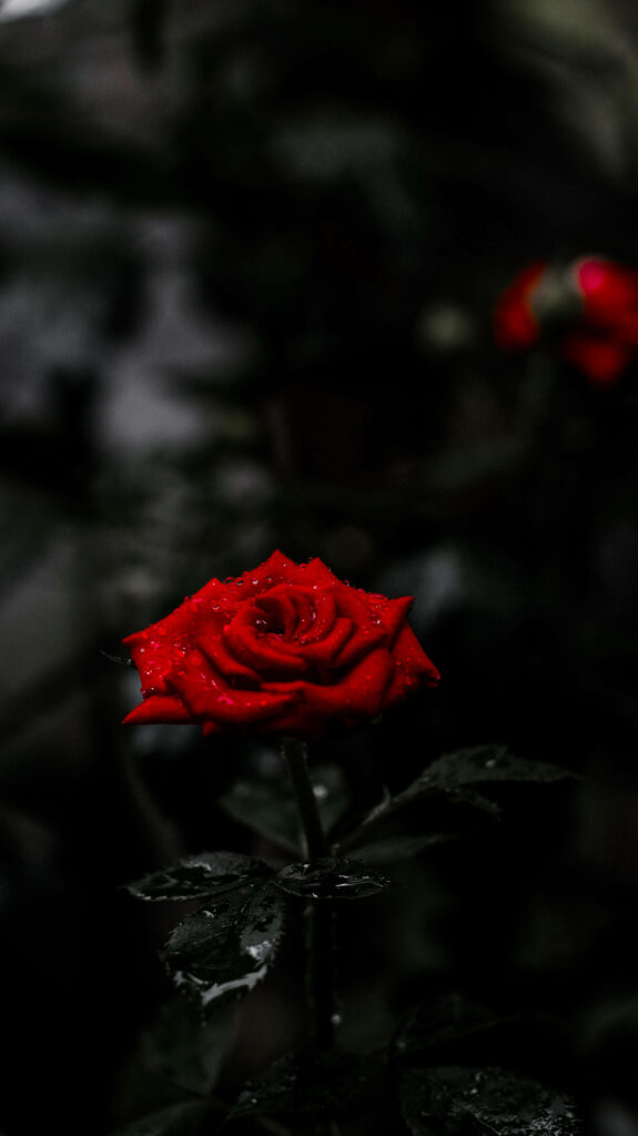 Ravishing Elegance: Captivating Red Rose Blossom amidst Enigmatic Noir Wallpaper