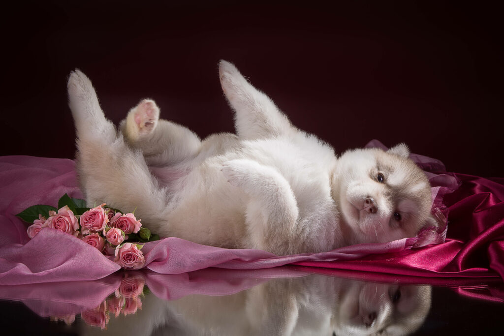 Lovely Husky Pup Lounging on a Floral Bed Wallpaper