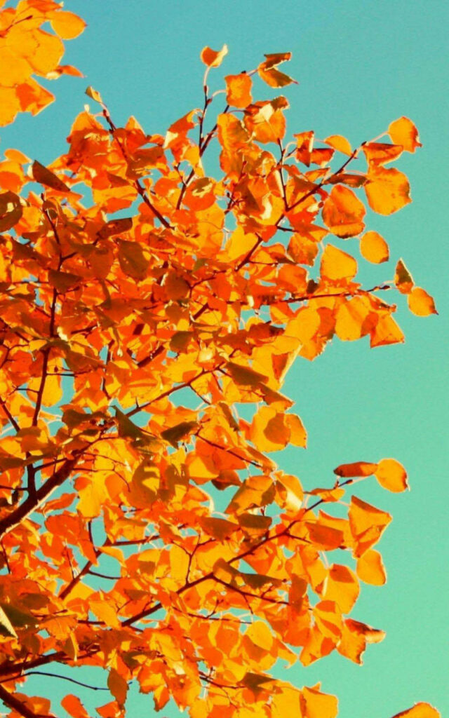 Golden Canopy: A Stunning Yellow Tree and Sky Fall iPhone Wallpaper