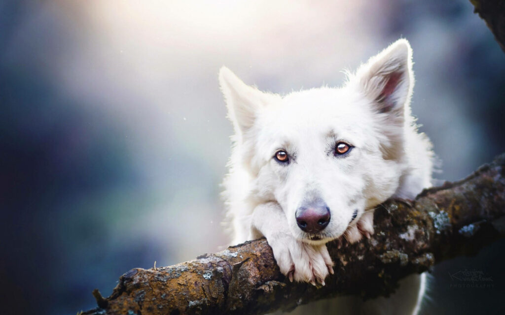 Enchanting White Swiss Shepherd Dog Embracing Nature in Blurry Background Wallpaper