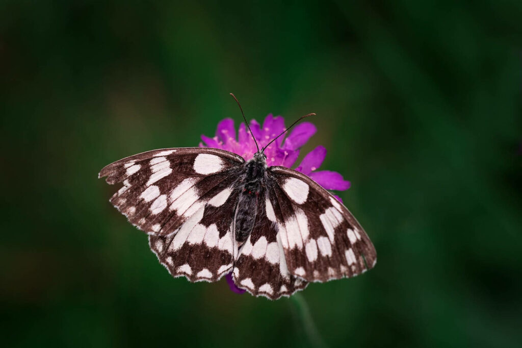 Graceful Marbled White Butterfly in Full HD, Poised on a Purple Flower with Selectively Blurred Background Wallpaper