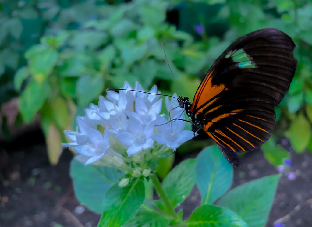 Exquisite Tropical Find: Stunning Aesthetic Butterfly with Intricate Wing Design as Enchanting Backdrop Wallpaper