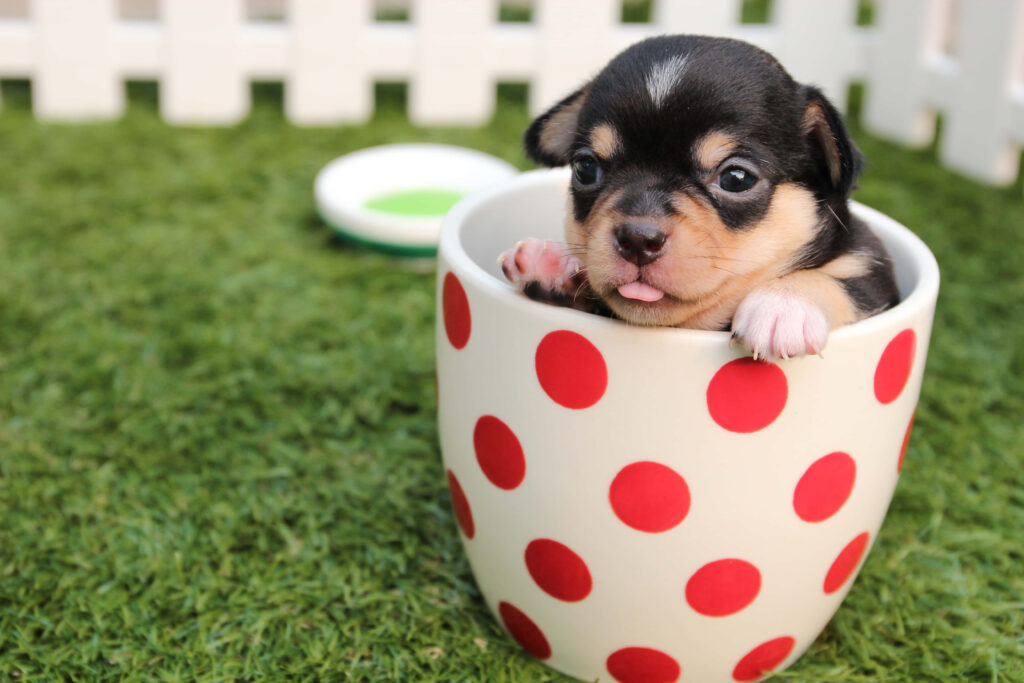 The Adorable World of Petite Pups: Capturing the Quaint Splendor of Tiny Breeds Wallpaper