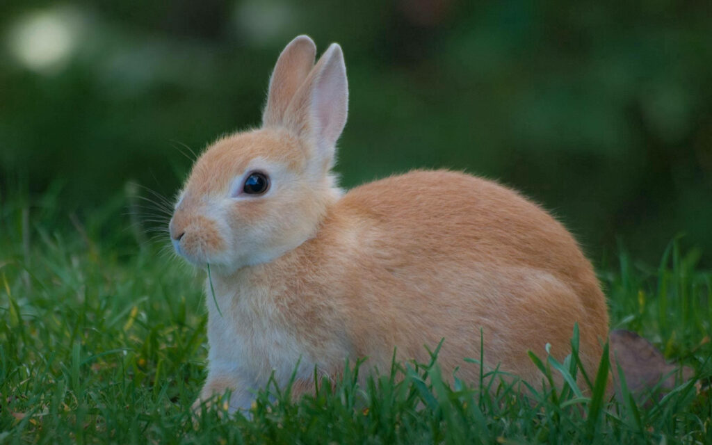 Enchanting Netherland Dwarf Bunny amidst Nature's Tapestry Wallpaper