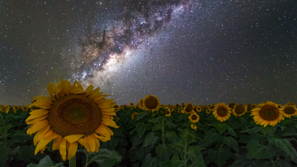Solar Serenity: Immersing in Galactic Splendor on Sunflower-Laden Laptop Background Wallpaper