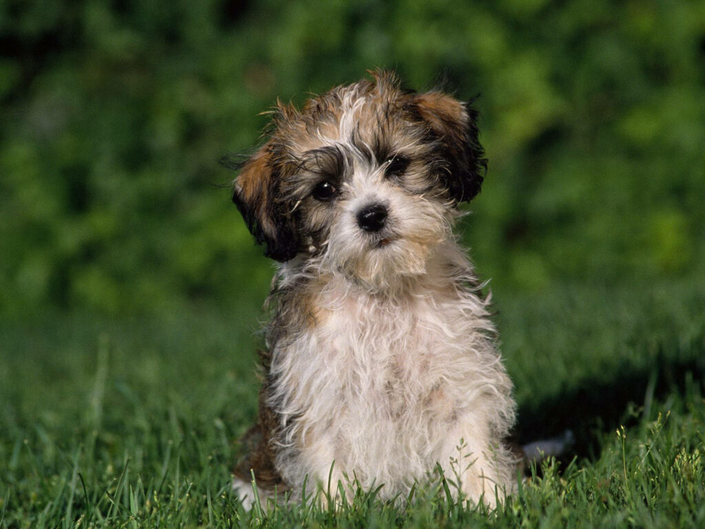 Heartbreaking image of an adorable puppy longing for happiness on the lush grass - Captivating Cute Puppy Background Wallpaper