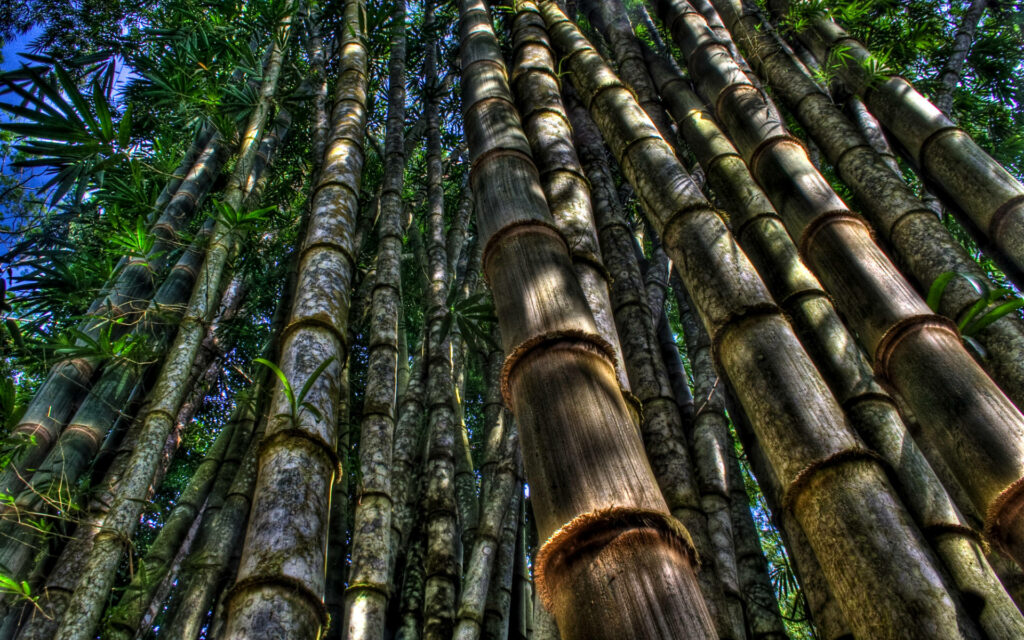 Bamboo Symphony: Majestic Stems Reach for the Sky in a Breathtaking Daytime Capture Wallpaper