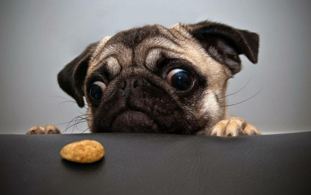 Puggy Ponderings: Hilarious Pug Contemplates Life's Mysteries with Nutshell on Cozy Leather Cushion Wallpaper