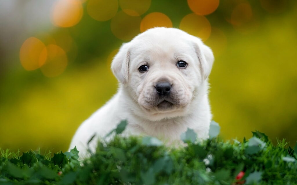 Awhdorable White Labrador Retriever Puppy: A Darling HD Wallpaper of a Small, Cute Pet Dog