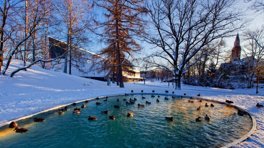 Ducks Swimming Gracefully in a Winter Wonderland: Enchanting HD Computer Background Wallpaper