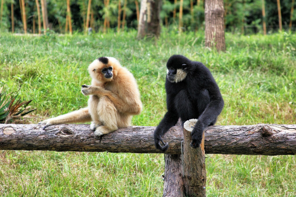 Charming: Light Brown and a Black Gibbon Wallpaper