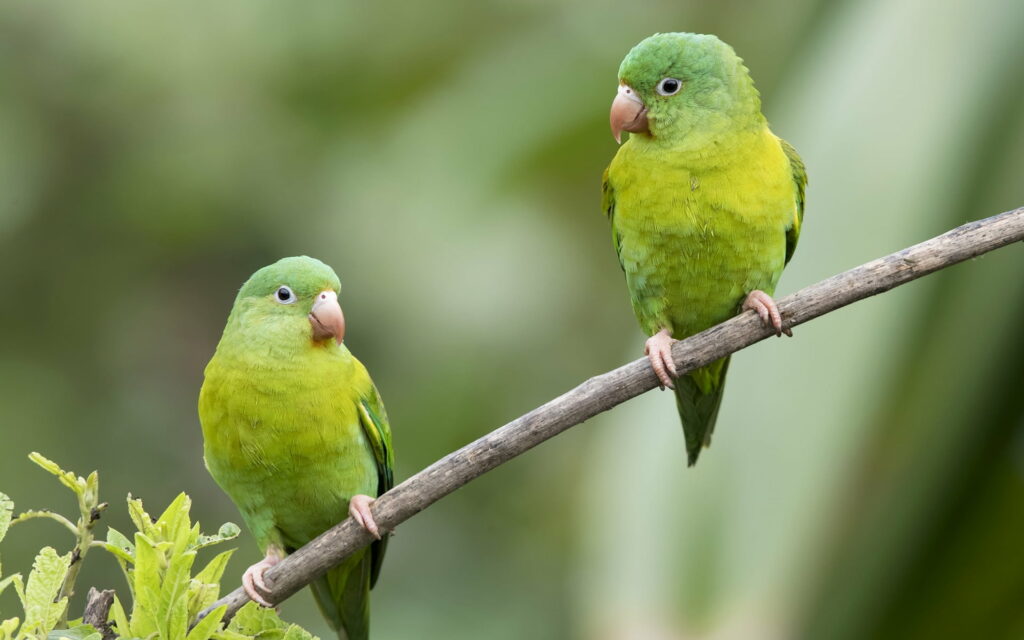 Enchanting Flock of Green Parrots Perched on Branch - Captivating HD Wallpaper