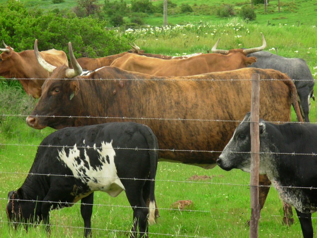 Harmonious Pastoral Serenity: Magnificent Brown Cows Grazing in Picturesque Green Fields Wallpaper