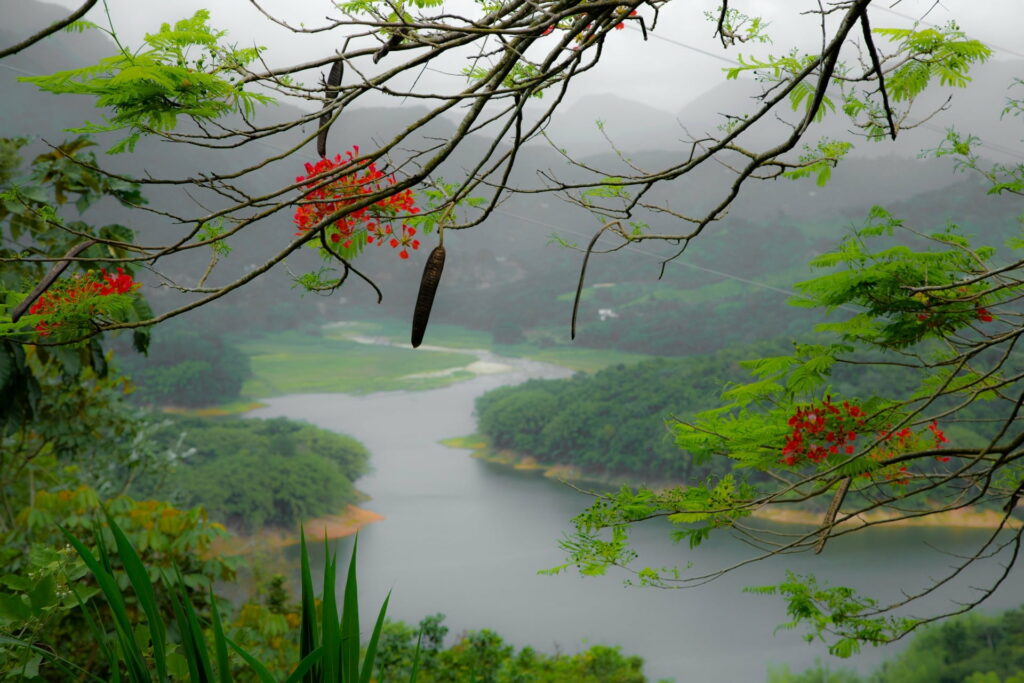 Majestic Puerto Rican Rainforest: A Captivating Island Retreat in HD Wallpaper