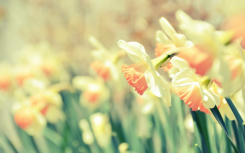 Celebrating Nature's Charm: Delightful Daffodils in a Dreamy Floral Wonderland Wallpaper