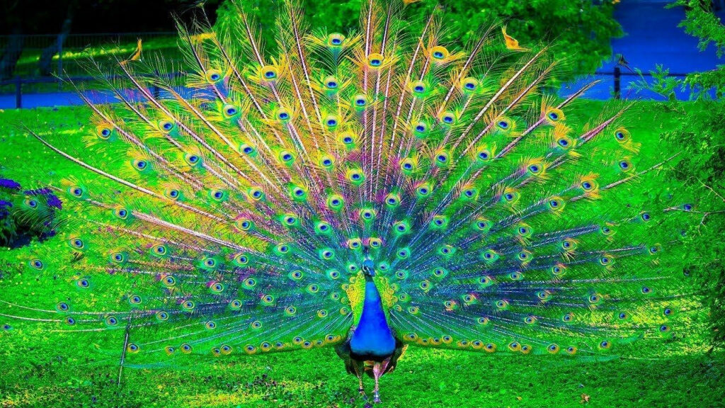 Exquisite Peacock Displaying a Stunning Feather Tapestry - Animal Planet Captivating Snapshot Wallpaper