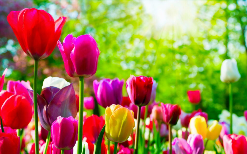 Vibrant Spring Blossoms: Captivating colors of tulips amidst a bokeh-filled park Wallpaper