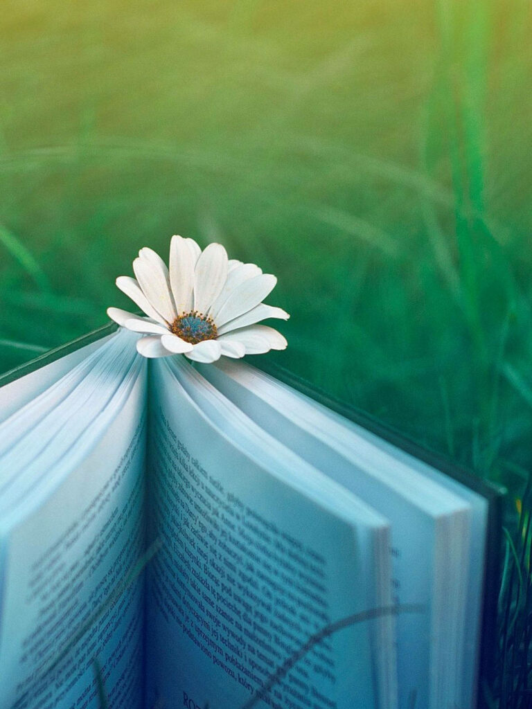 A Mesmerizing Symbol of Serenity: Captivating Daisy Flower Embracing the Pages of a Book, Blending Harmoniously with Serene Fields in a Captivating Selective Focus Shot Wallpaper