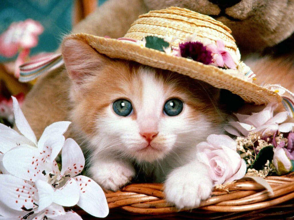 Feline Elegance: Adorable Kitty Adorned in a Fashionable Hat, Gazing Inquisitively amidst a Bed of Charming Blossoms Wallpaper