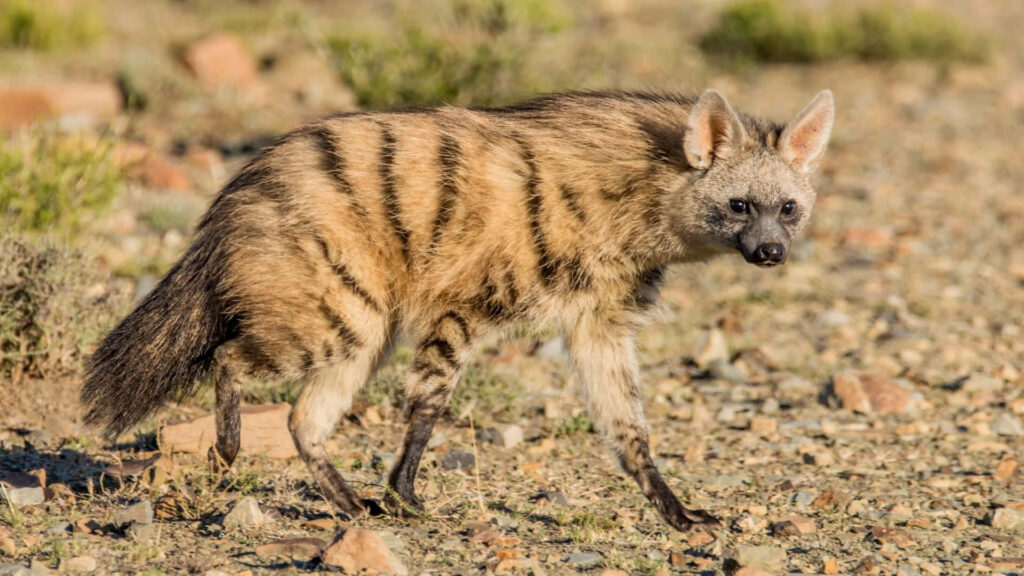 Aardwolf in Nature: Striped Coat & Ears Amidst Rocky Terrain Wallpaper