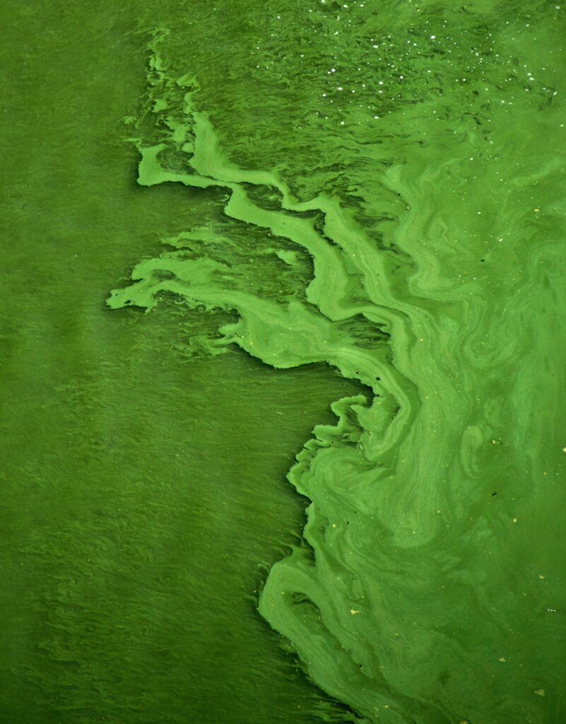 Green Abstract Liquid Texture Wallpaper - Dynamic Artistic Background
