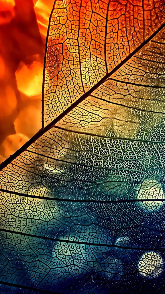 Abstract macro skeletonized leaf wallpaper with orange to blue gradient and soft bokeh background