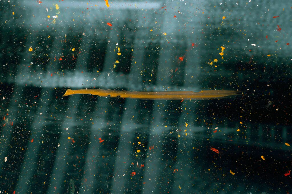 Abstract Paint Splash Wallpaper: Captivating Distorted Background