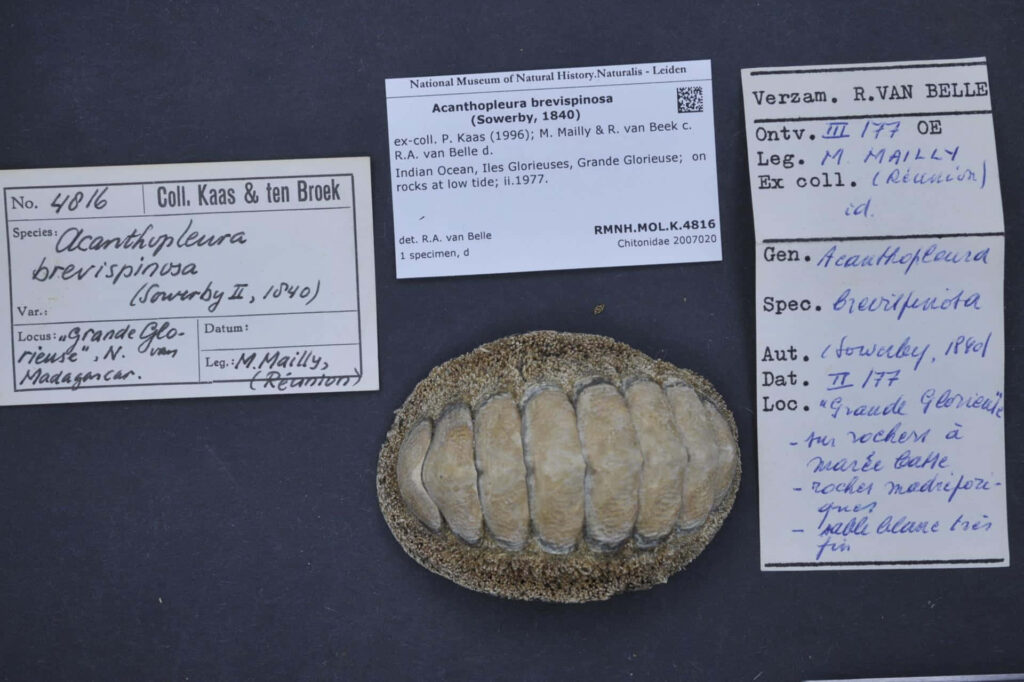 Chiton Acanthopleura brevispinosa shell with museum labels natural textures earthy tones wallpaper