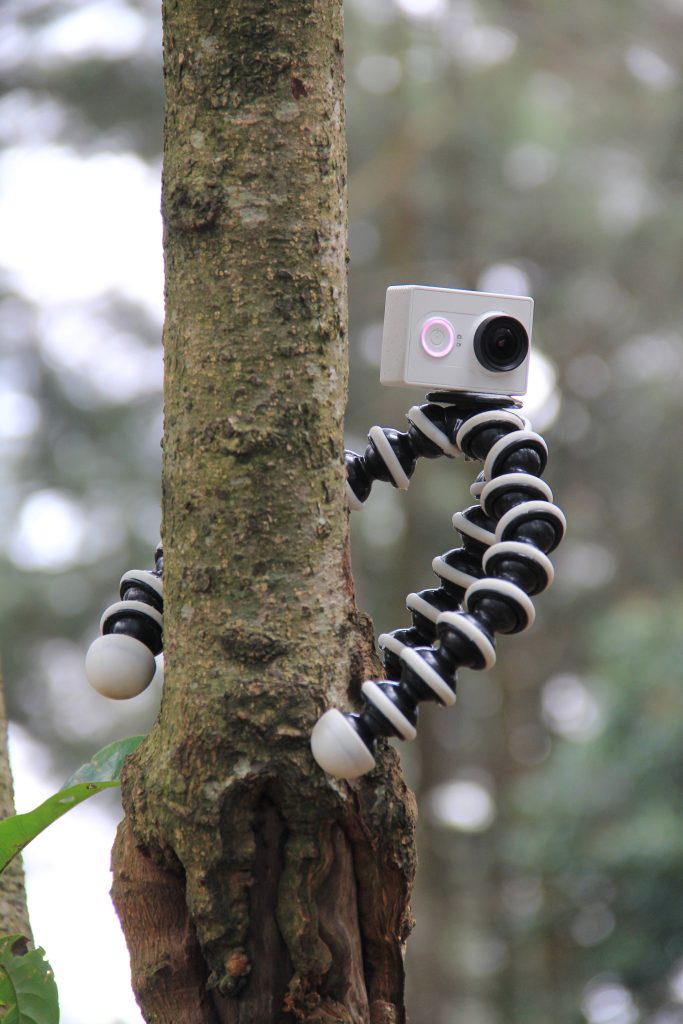 Close-up of action camera on black white octopus tripod wrapped on tree trunk in forest Wallpaper